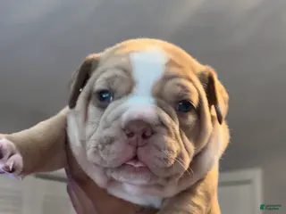 American Bully dogs American Bully Puppy 4 - Ad 17