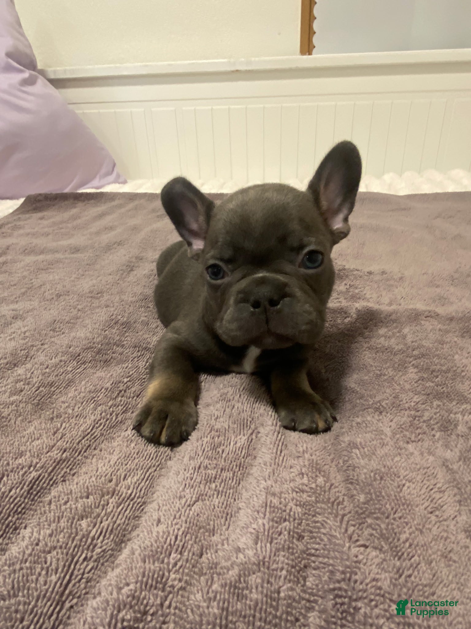 French Bulldog dogs Blue Male - Ad 19