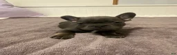 French Bulldog dogs for sale: Blue Male - Ad 1