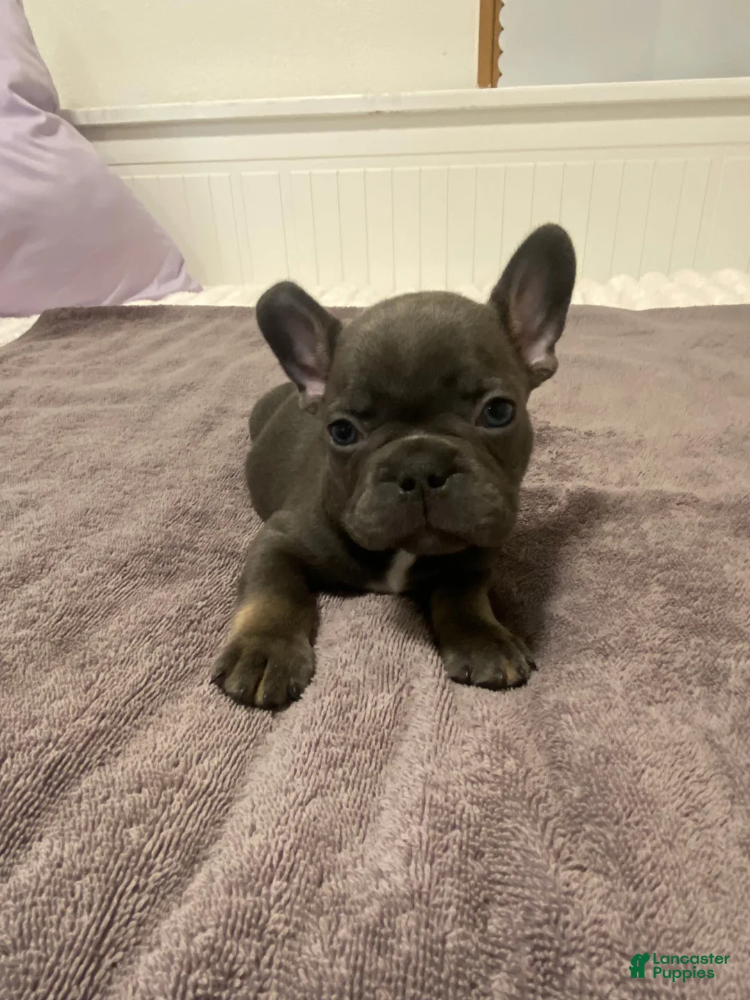 French Bulldog dogs for sale: Blue Male - Ad 1