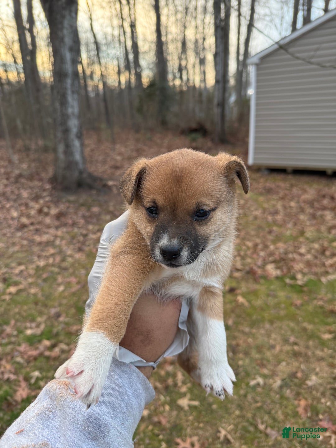 Pomsky dogs for sale: Pomsky Puppy 4 - Ad 5