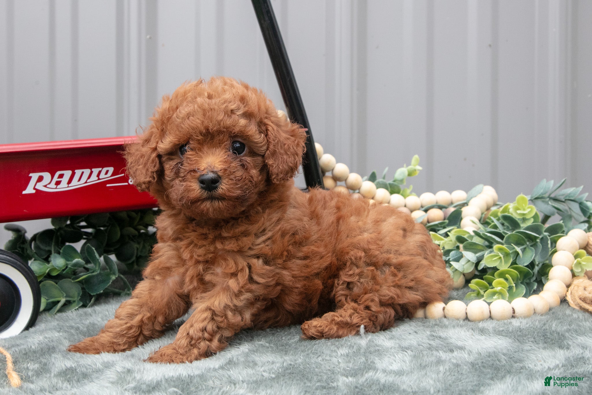 Toy Poodle dogs Patty - Ad 1