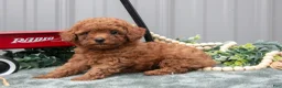 Toy Poodle dogs for sale: Patty - Ad 1