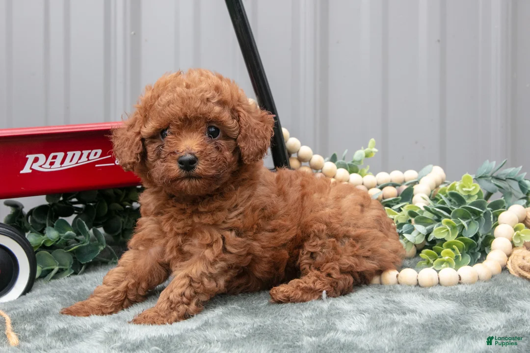 Toy Poodle dogs for sale: Patty - Ad 1