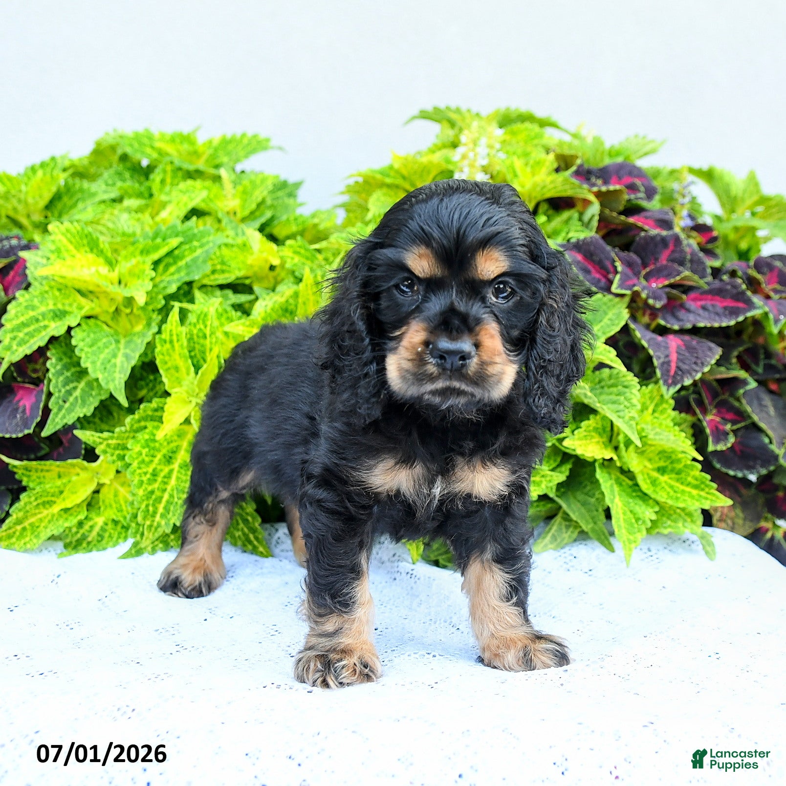 English Cocker Spaniel dogs Daniel - Ad 1