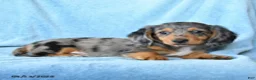 Dachshund dogs for sale: Victor - Ad 4