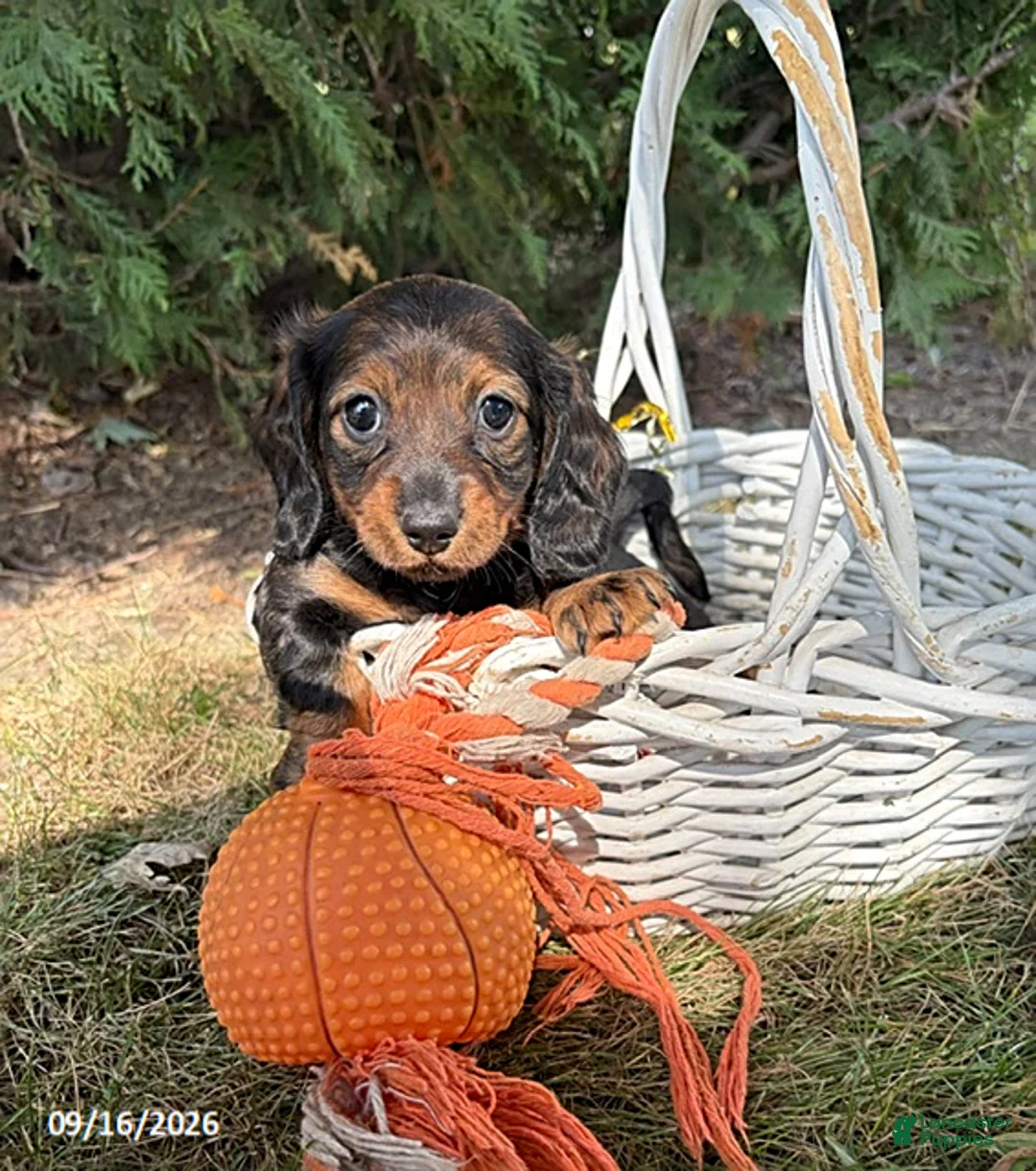 Miniature Dachshund dogs for sale: Demi - Ad 1