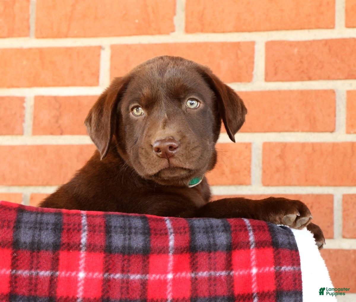 Labrador Retriever dogs Rusty - Ad 2