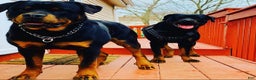 Rottweiler dogs for sale: Hercules - Ad 3