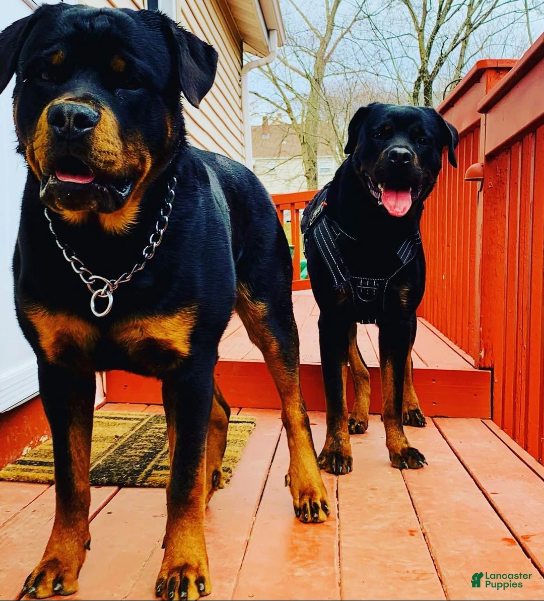Rottweiler dogs for sale: Hercules - Ad 3