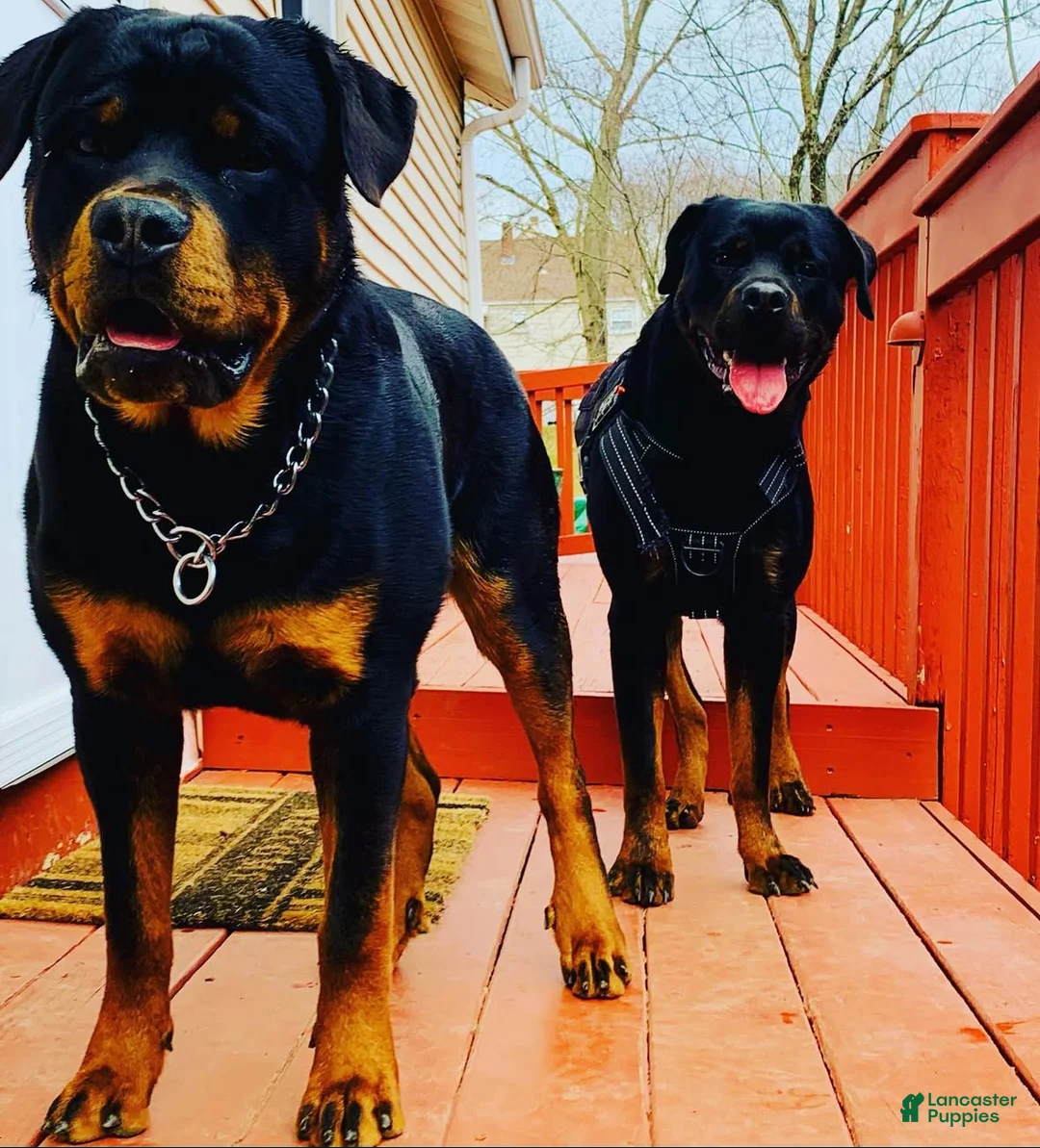 Rottweiler dogs for sale: Hercules - Ad 3