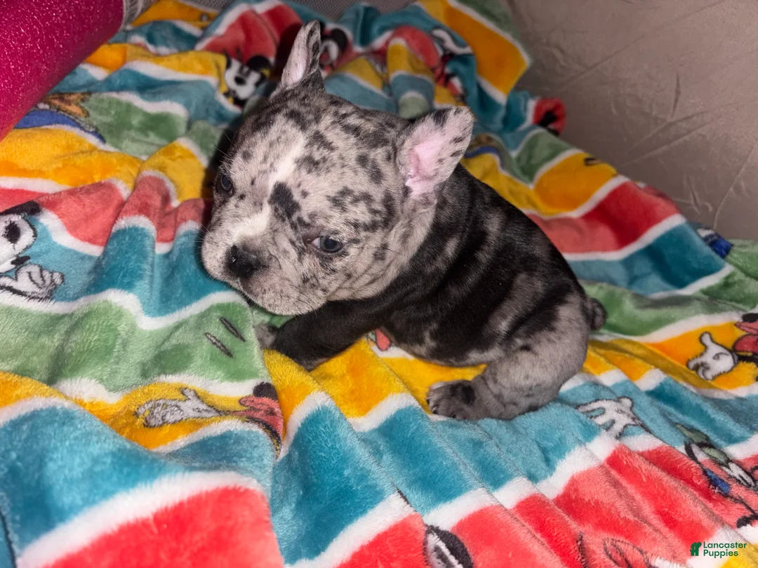 American Bully dogs for sale: American Bully Puppy 4 - Ad 14