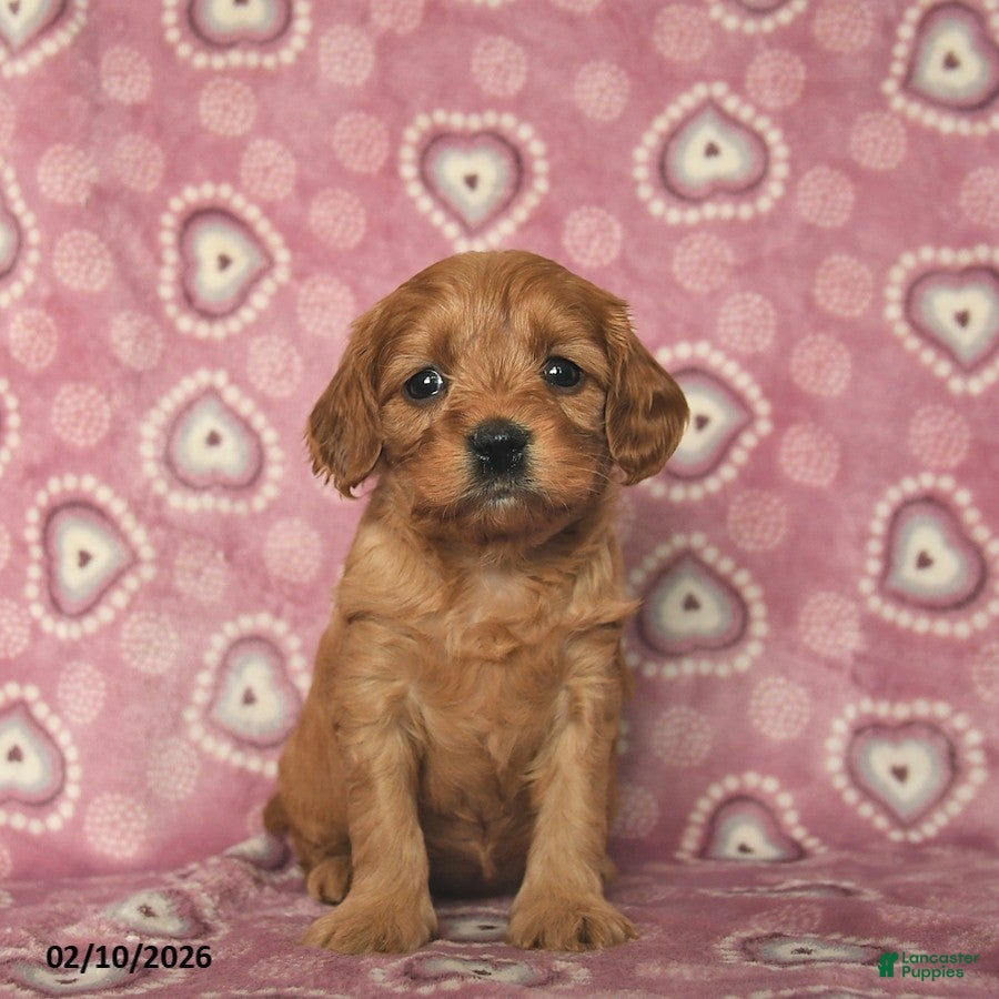 Cavapoo dogs Reese  - Ad 6