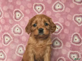 Cavapoo dogs Reese - Ad 6