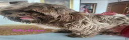 Shih Tzu dogs for sale: Bruno Tri Color  - Ad 5