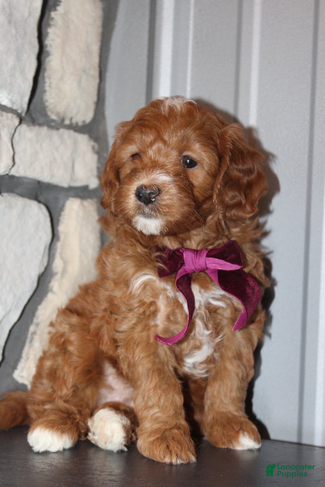 Mini Goldendoodle dogs for sale: Willow-Mini - Ad 12