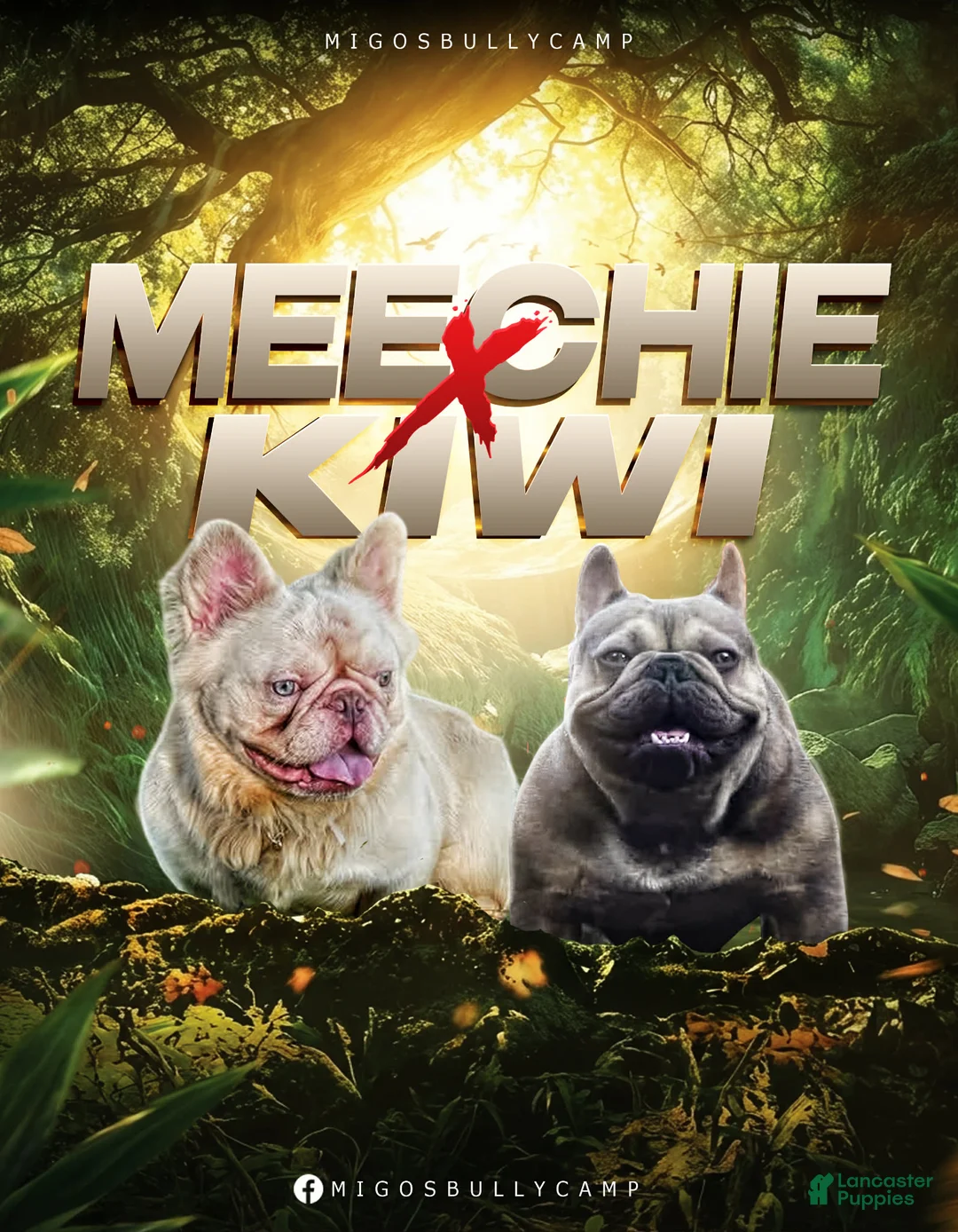 French Bulldog dogs for sale: Champ - Ad 4