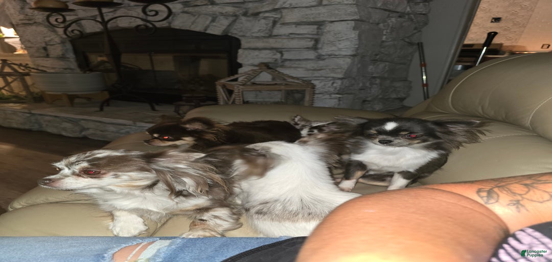 Gallery Image {{count}}