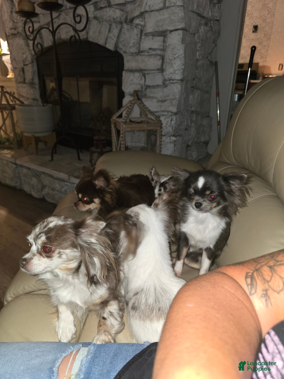 Gallery Image {{count}}