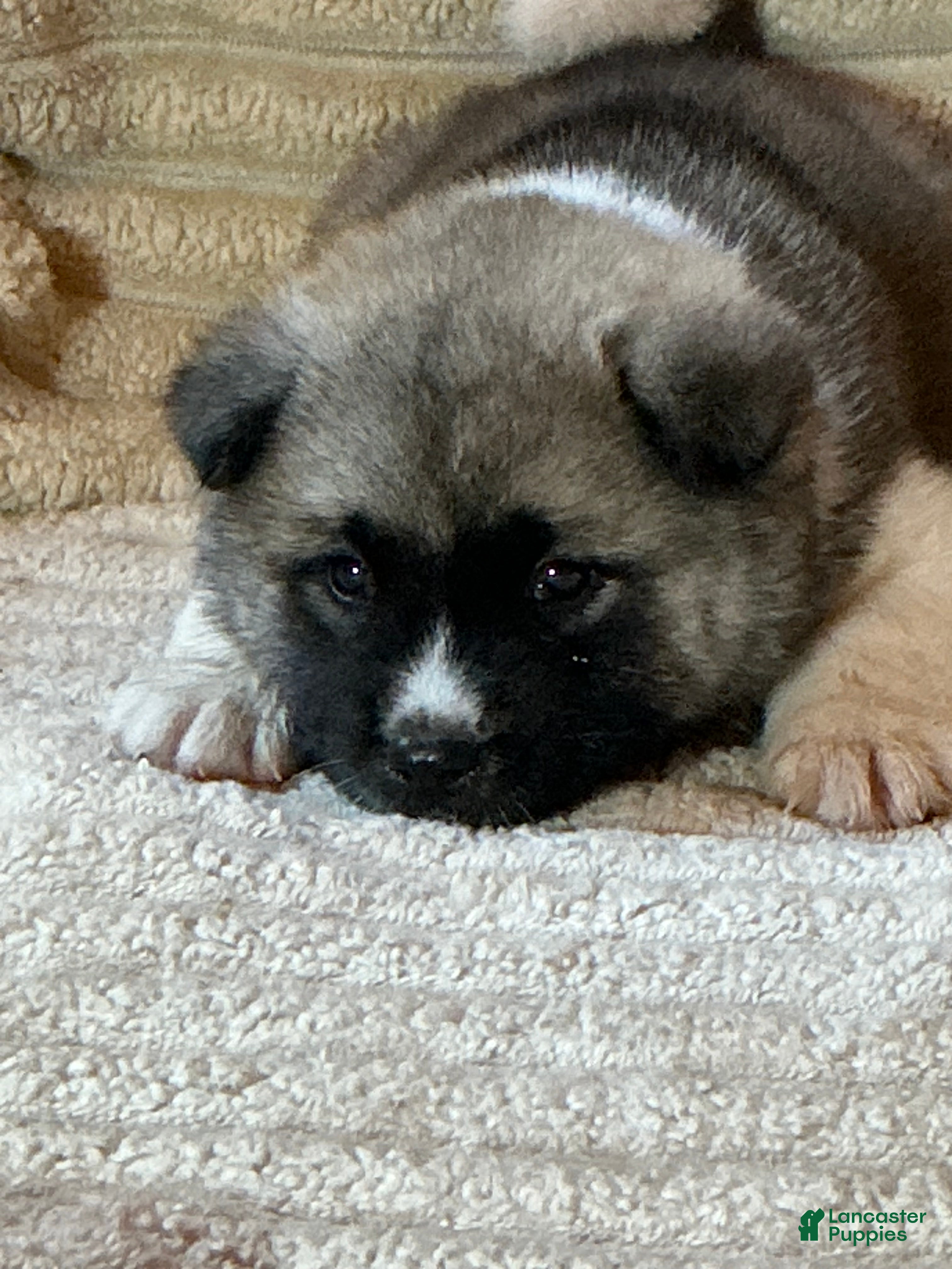 Akita dogs Halo - Ad 5