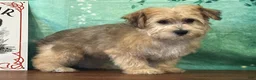 Yochon dogs for sale: Sunny - Ad 3
