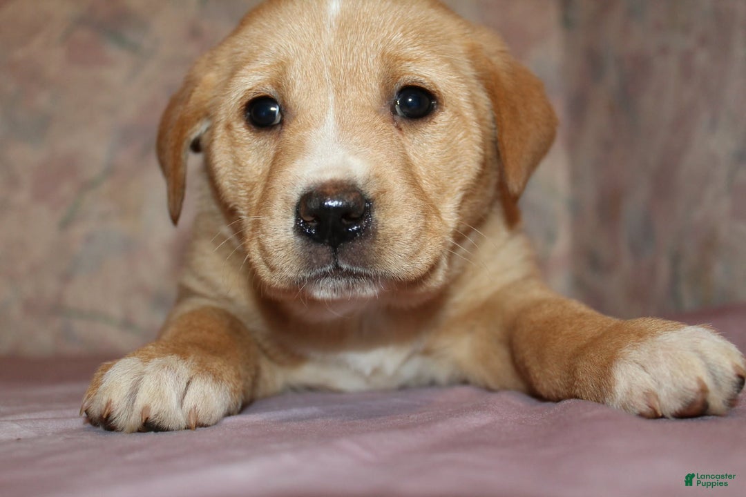 Goldador dogs for sale: Maple - Ad 4