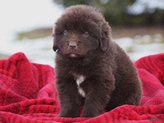 Newfoundland dogs Pansy - Ad 36