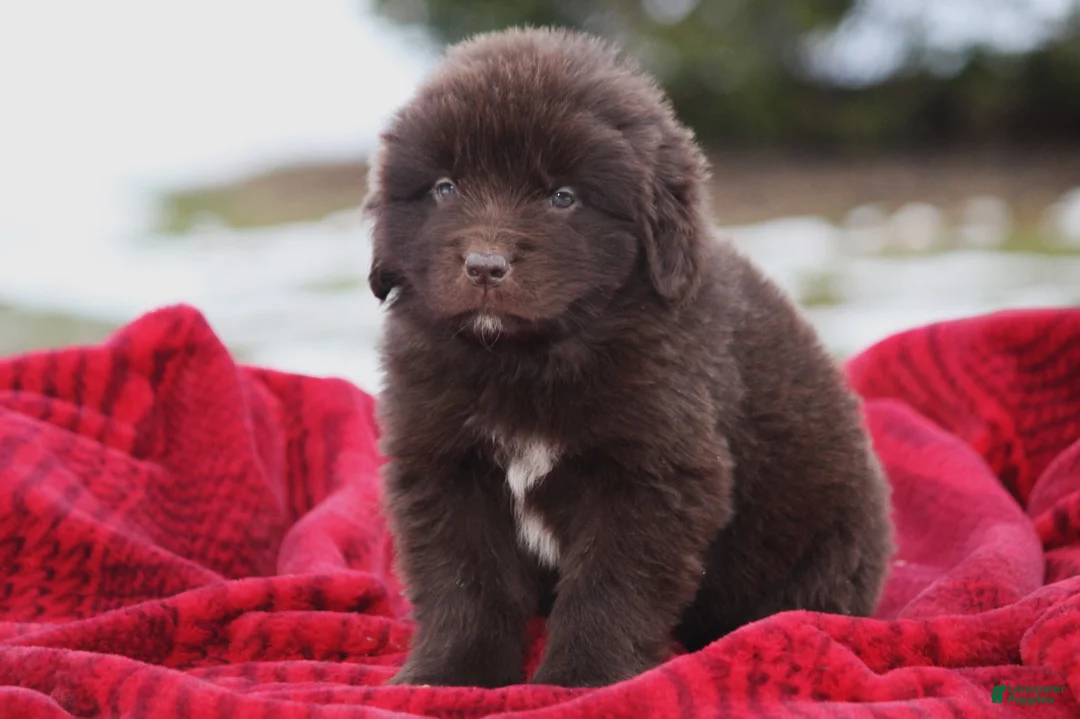 Newfoundland dogs for sale: Pansy  - Ad 18