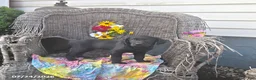 Labrador Retriever dogs for sale: Katrina - Ad 1