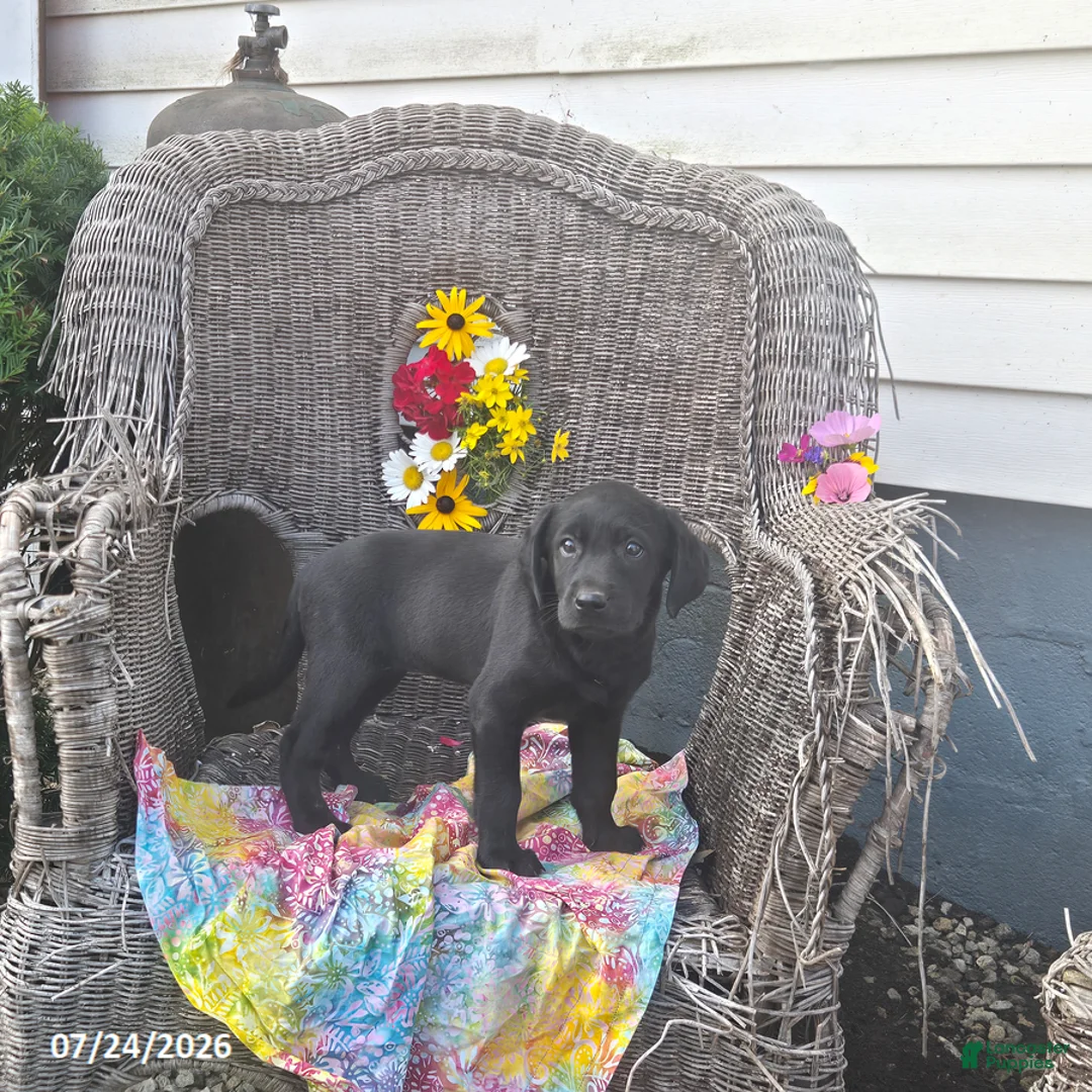Labrador Retriever dogs for sale: Katrina - Ad 1