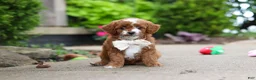 Cavapoo dogs for sale: Pumpkin - Ad 7