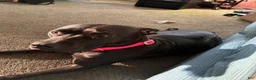 Mixed Breed dogs for sale: Mixed Breed 6 - Ad 2