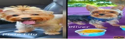 Yorkshire Terrier dogs for sale: Sylvia CKC - Ad 5