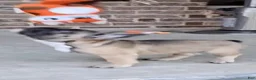 French Bulldog dogs for sale: French Bulldog 2 - Ad 9