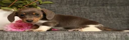 Miniature Dachshund dogs for sale: Andy - Ad 6