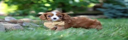 Cavalier King Charles Spaniel dogs for sale: Buddy - Ad 4