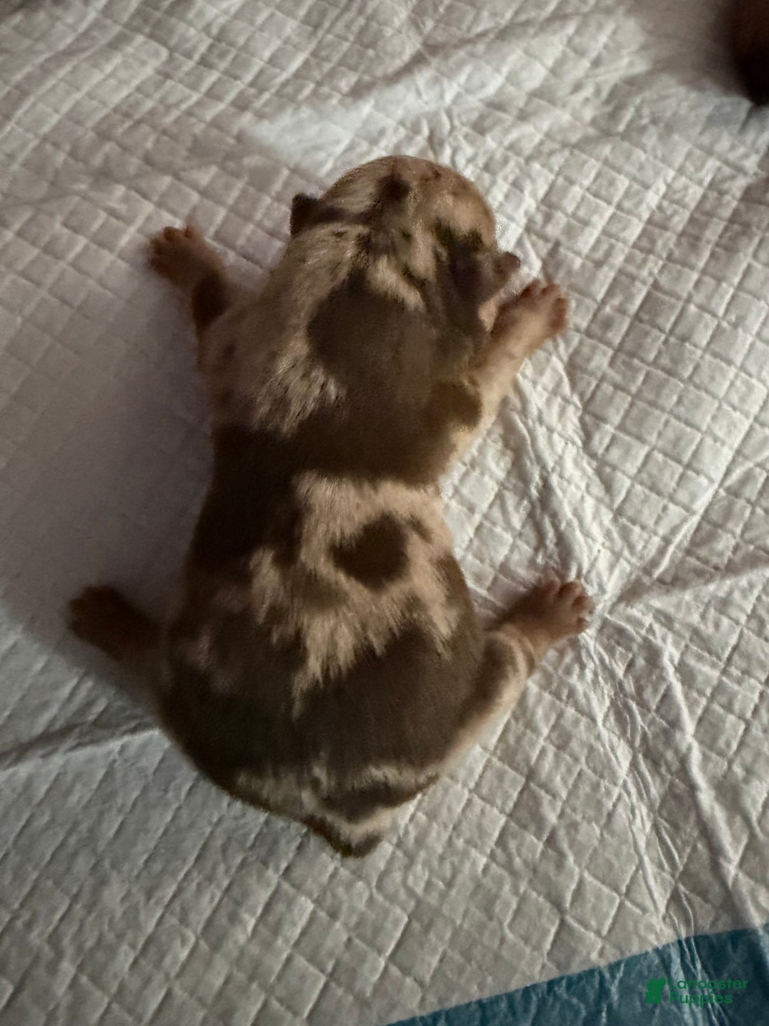 English Bulldog dogs for sale: McFlurry - Ad 4