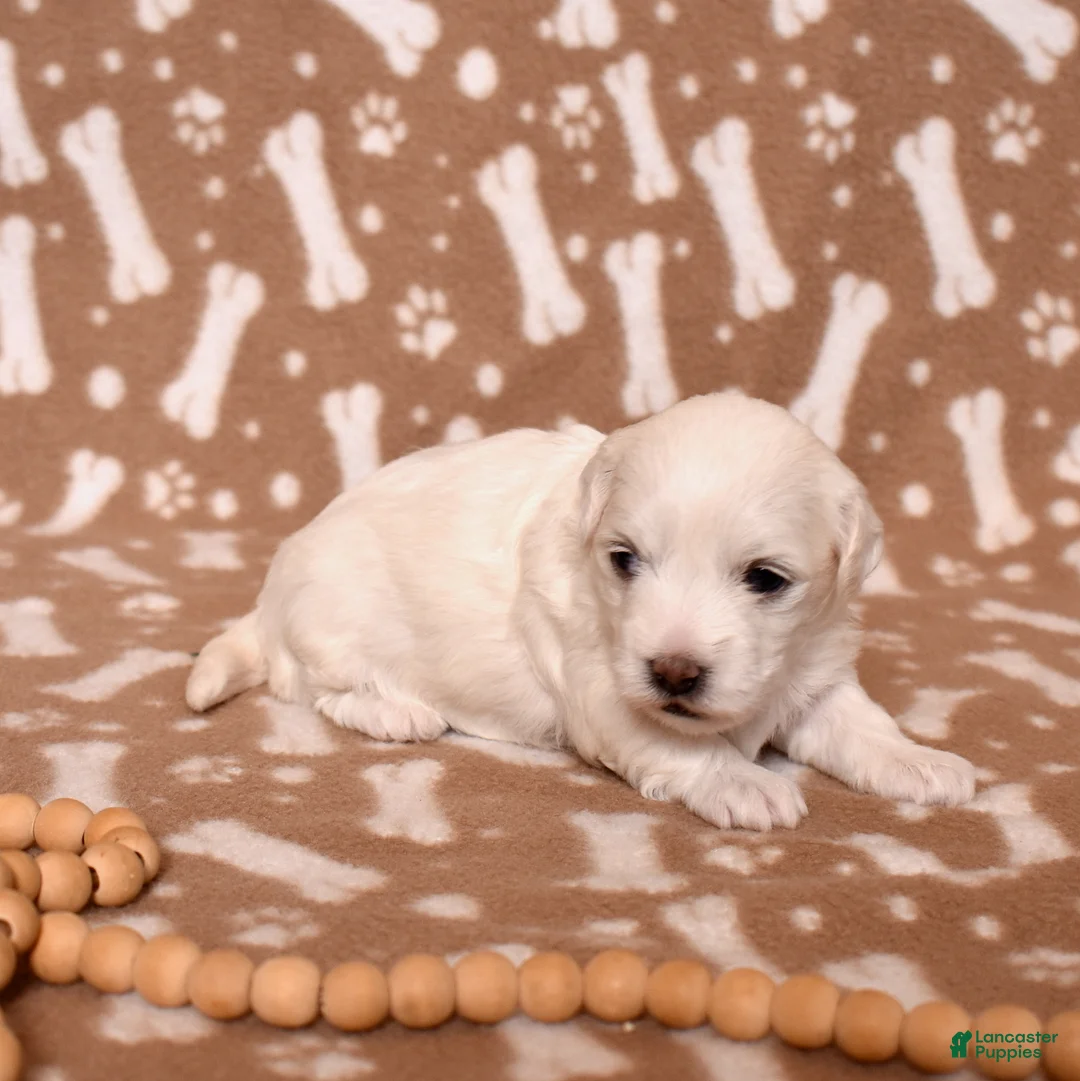 Coton De Tulear dogs for sale: Angel - Ad 2