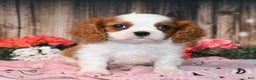 Cavalier King Charles Spaniel dogs for sale: Vance - Ad 4