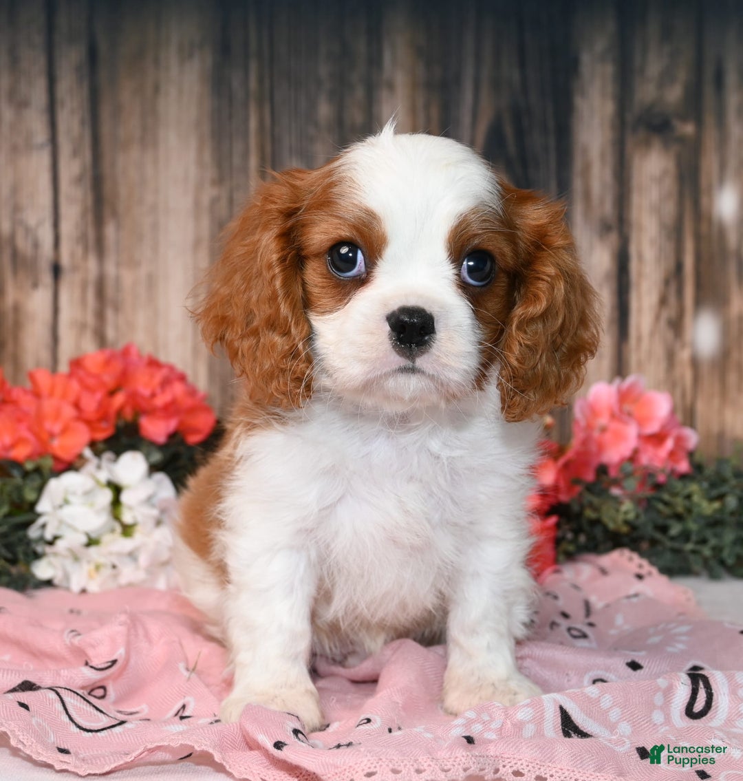 Cavalier King Charles Spaniel dogs for sale: Vance - Ad 4