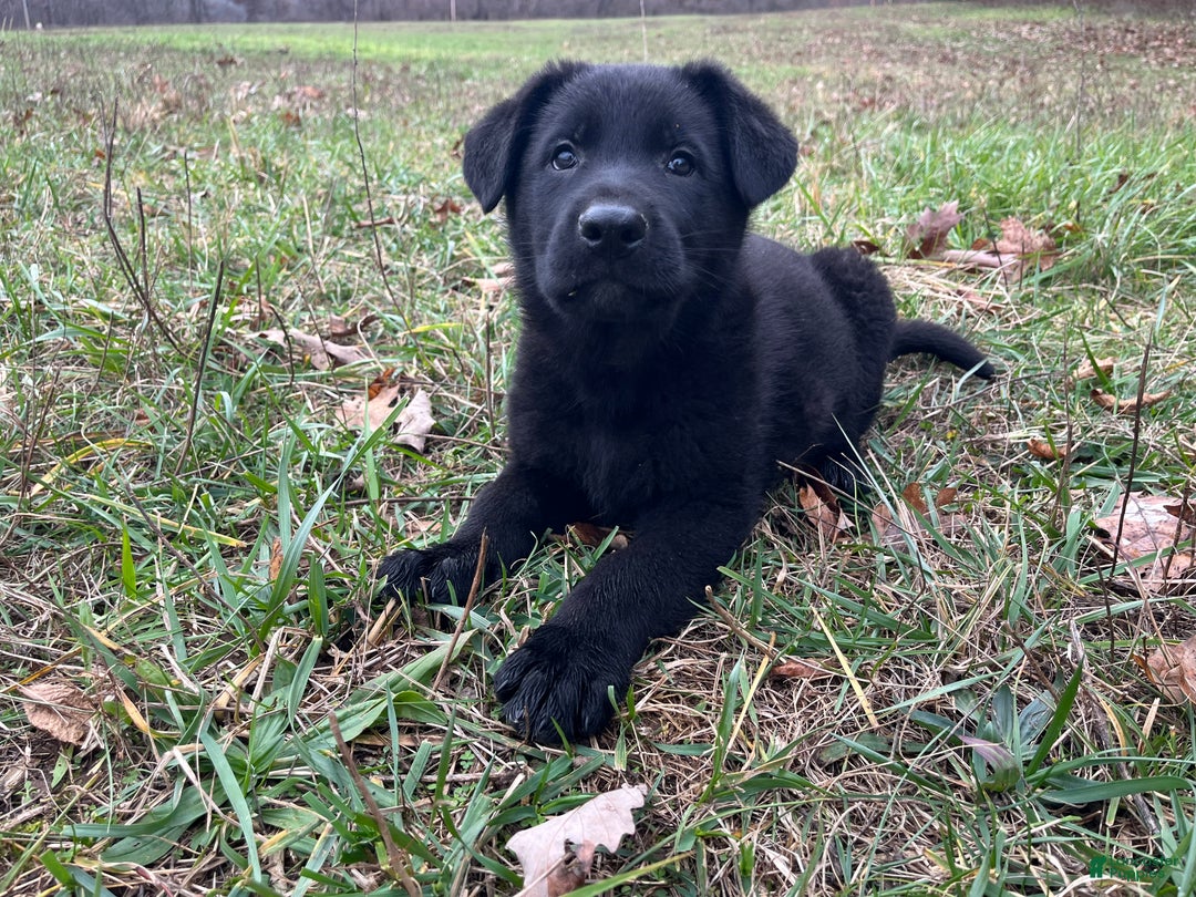 German Shepherd dogs for sale: Mitzi  - Ad 1