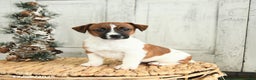 Jack Russell Terrier dogs for sale: Jolly - Ad 5