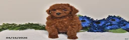 Miniature Poodle dogs for sale: Oscar - Ad 3