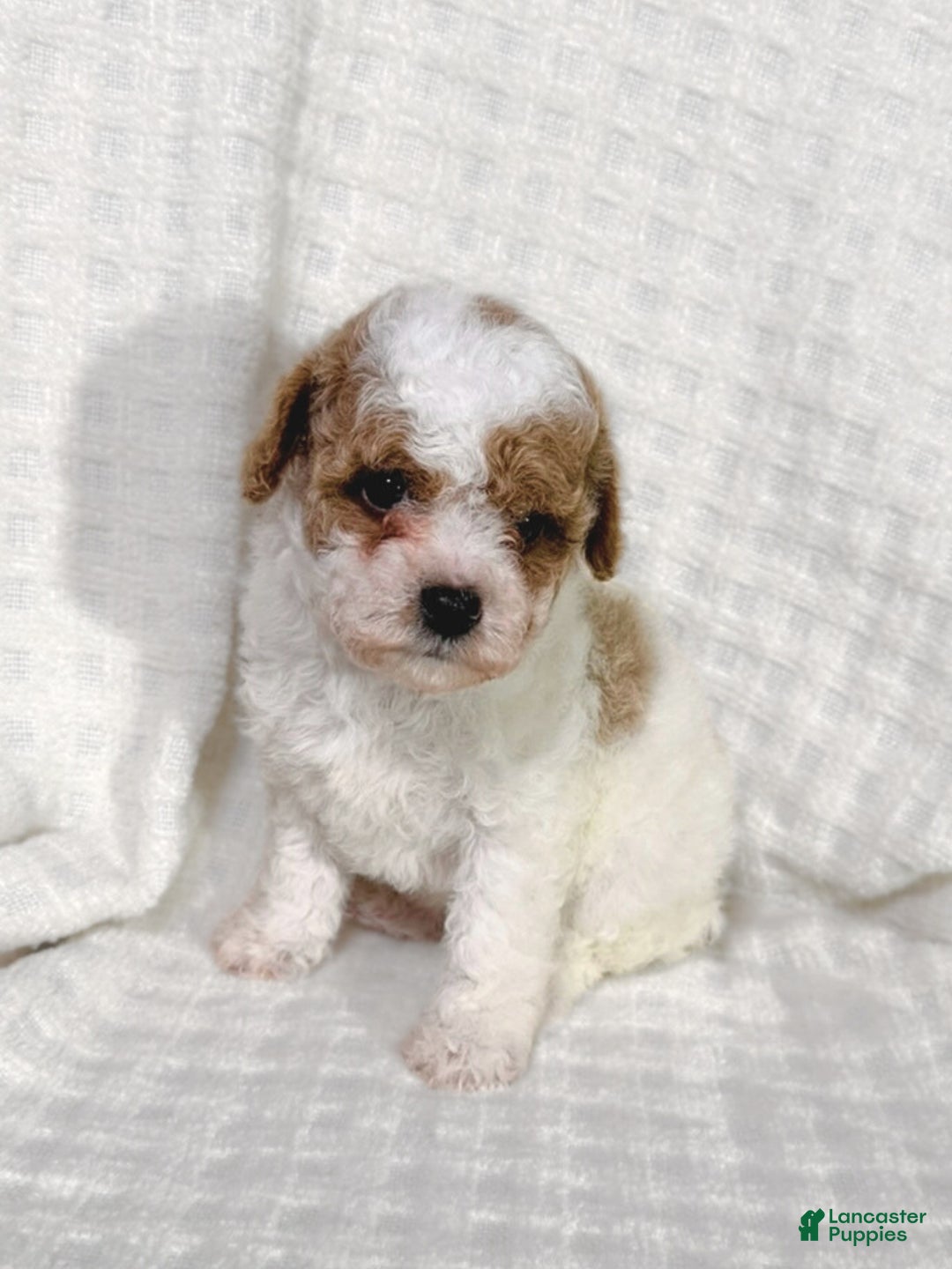 Cavapoo dogs for sale: Alfie - Ad 2