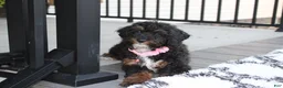 Miniature Poodle dogs for sale: Amber  - Ad 6