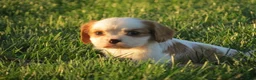 Cavalier King Charles Spaniel dogs for sale: Espresso - Ad 6