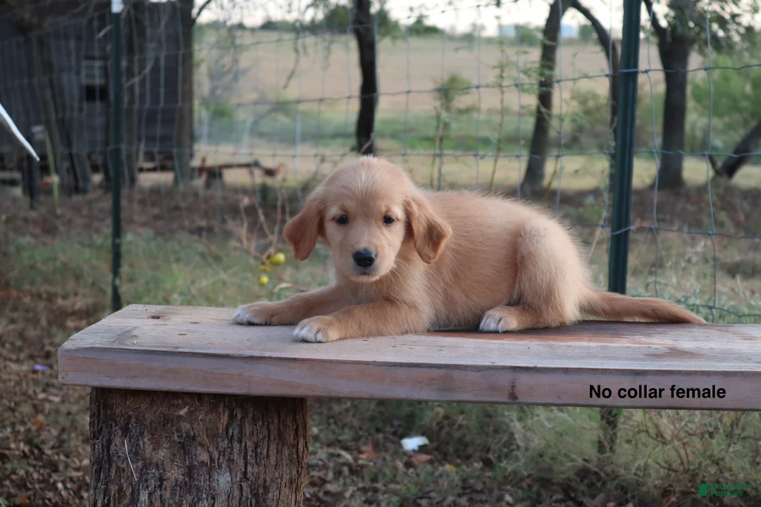 Golden Retriever dogs for sale: Lucia  - Ad 1