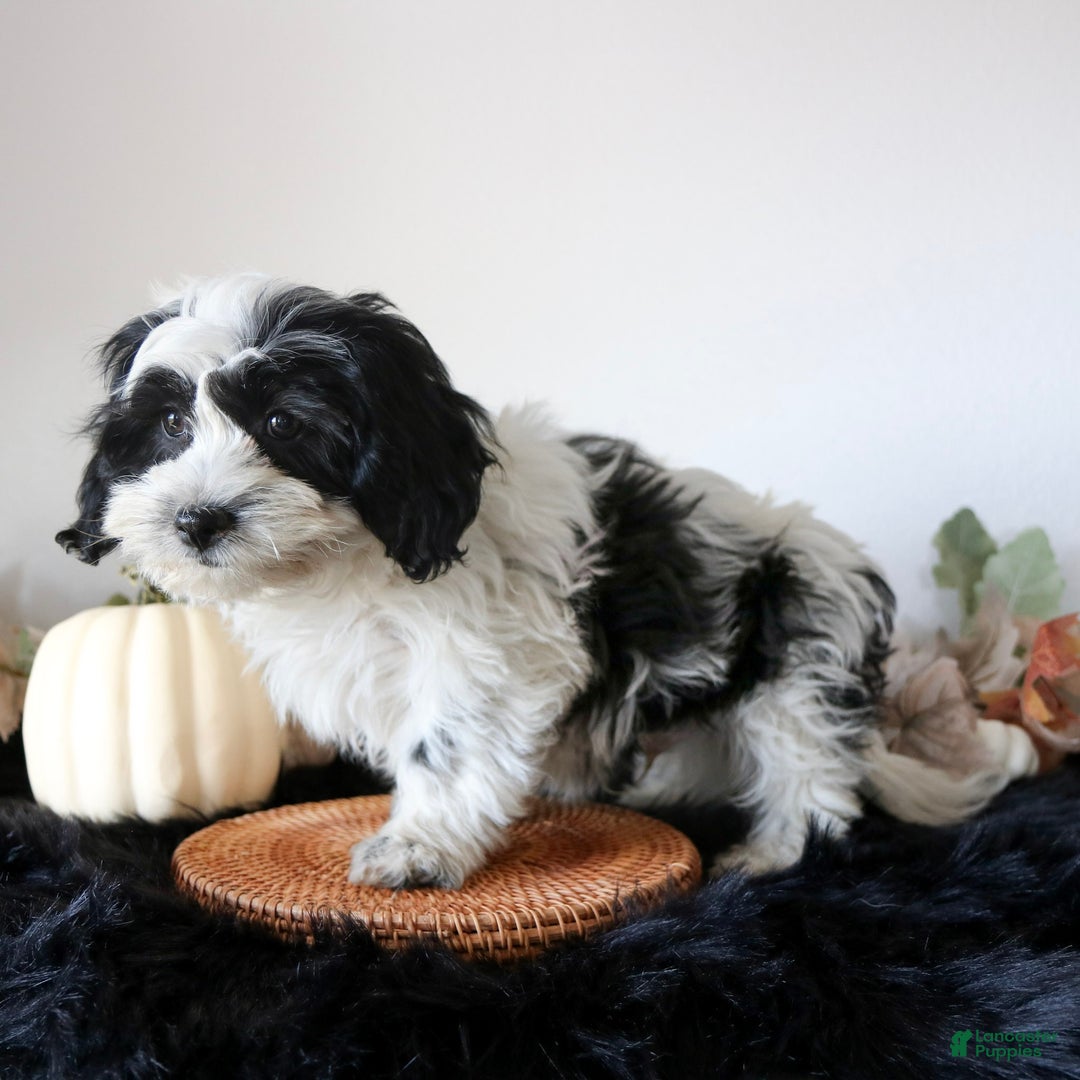 Teddy Bear dogs for sale: Oliver  - Ad 3