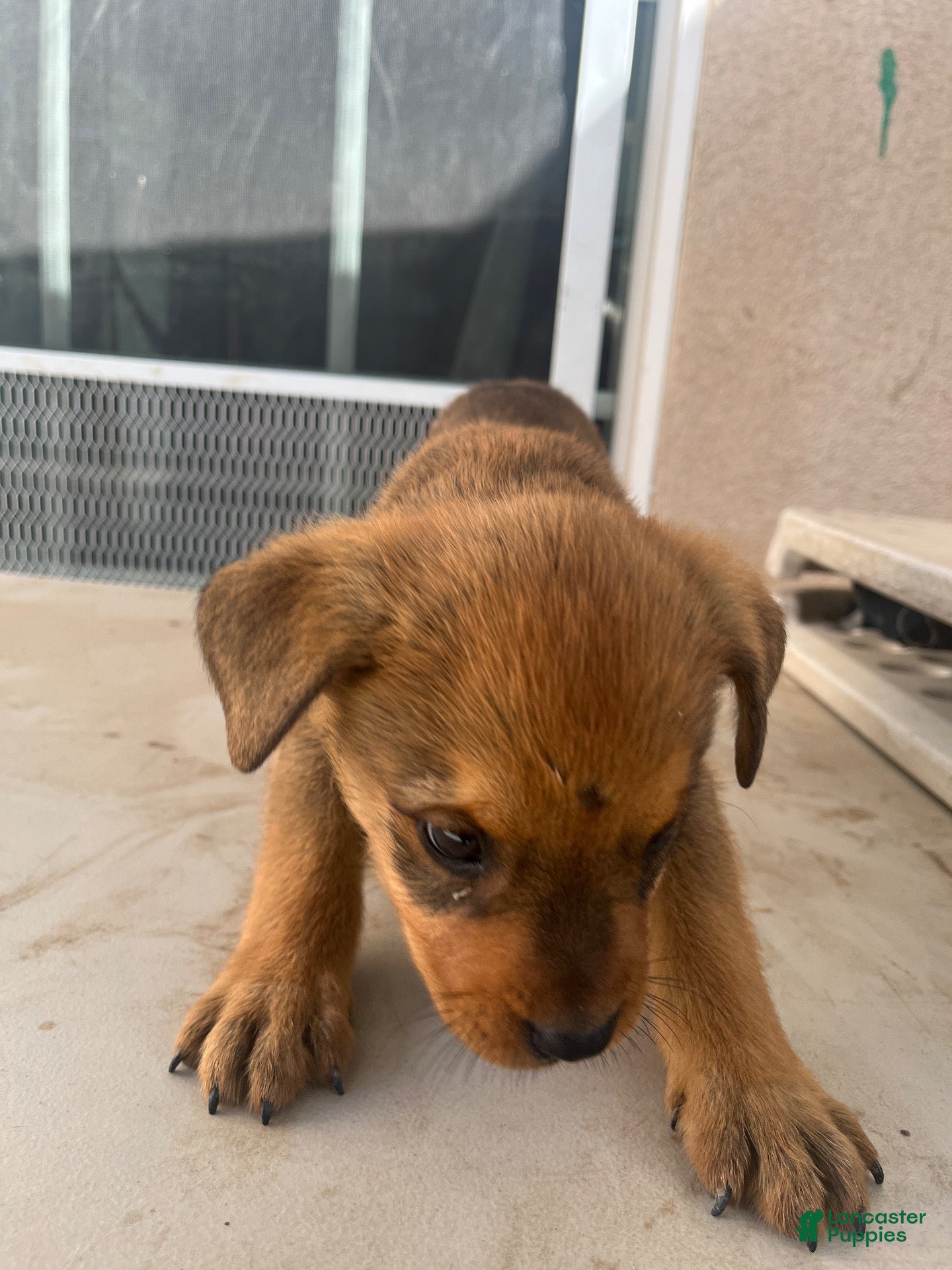 Mixed Breed dogs Mixed Breed 3 - Ad 36