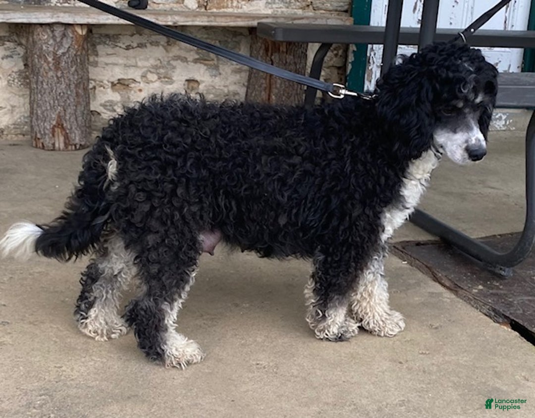 Mini Bernedoodle dogs for sale: Jasper - Ad 7